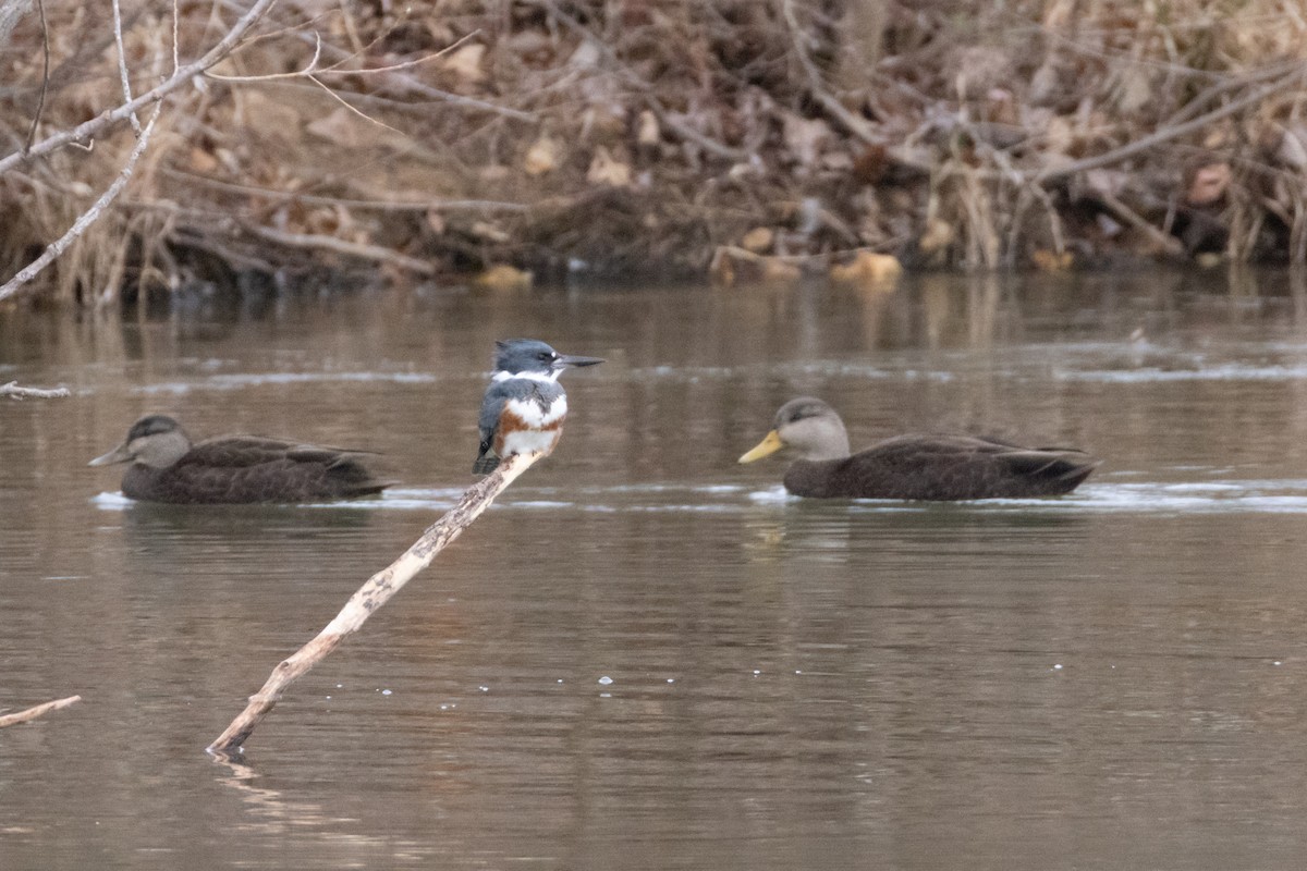 Belted Kingfisher - ML646798425