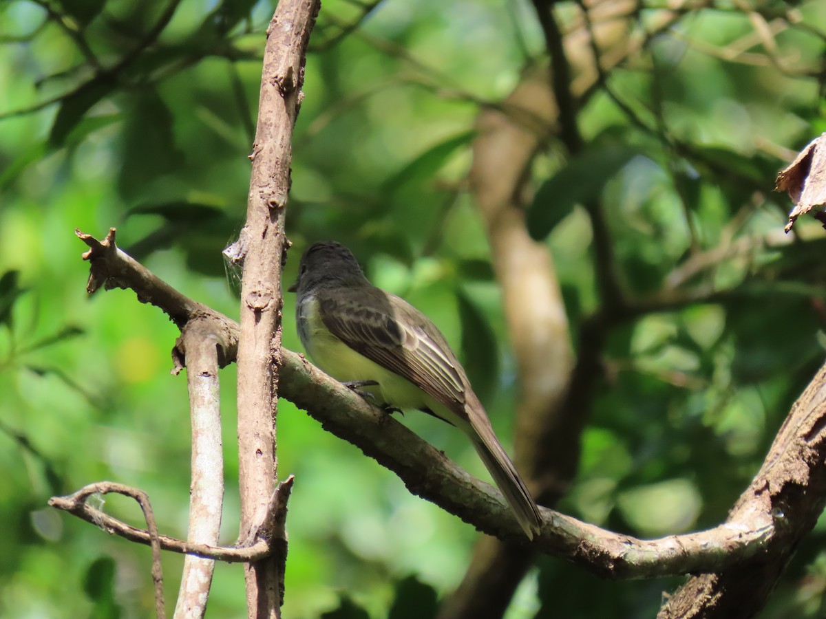 Northern Scrub-Flycatcher - ML646798437