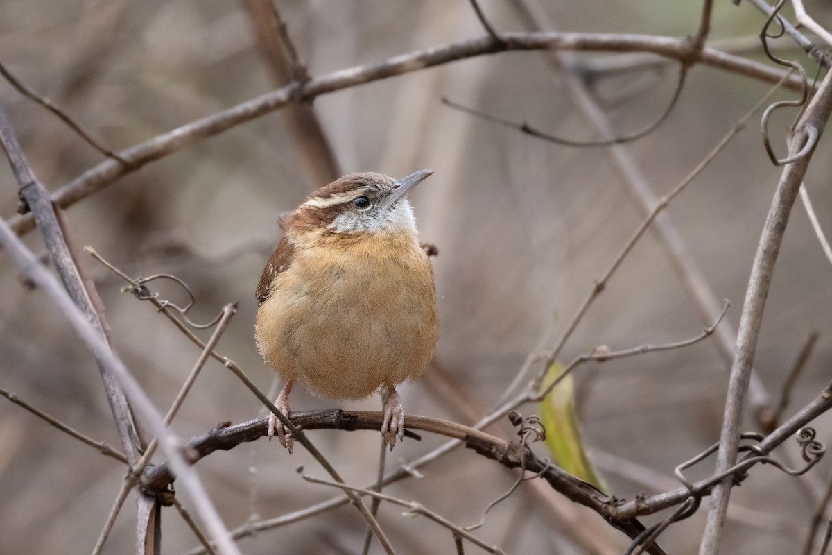 Carolina Wren - ML646798438