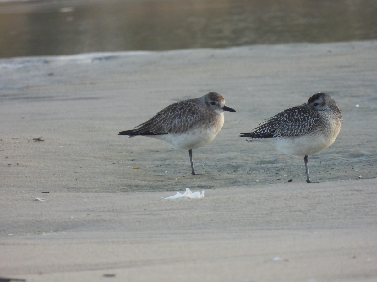 Txirri grisa - ML646798441