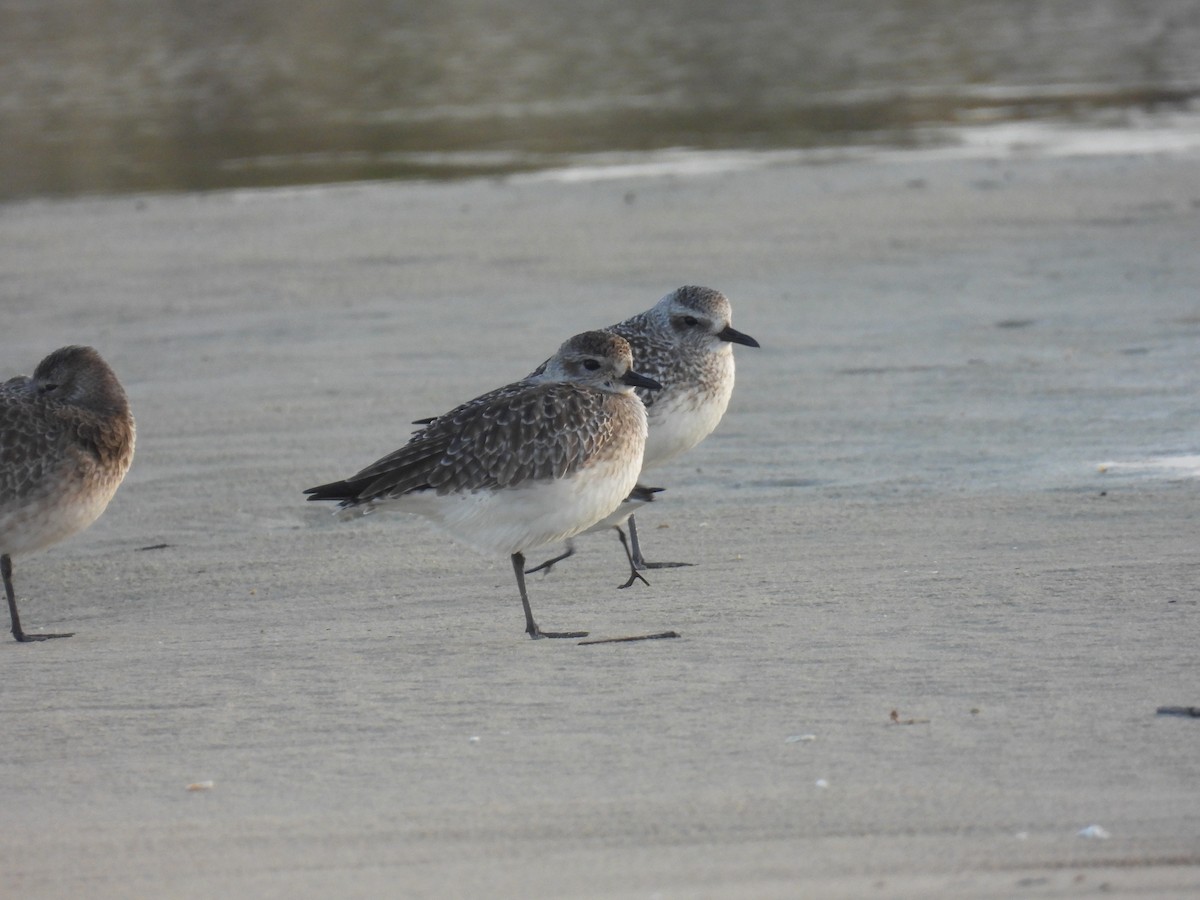 Txirri grisa - ML646798442