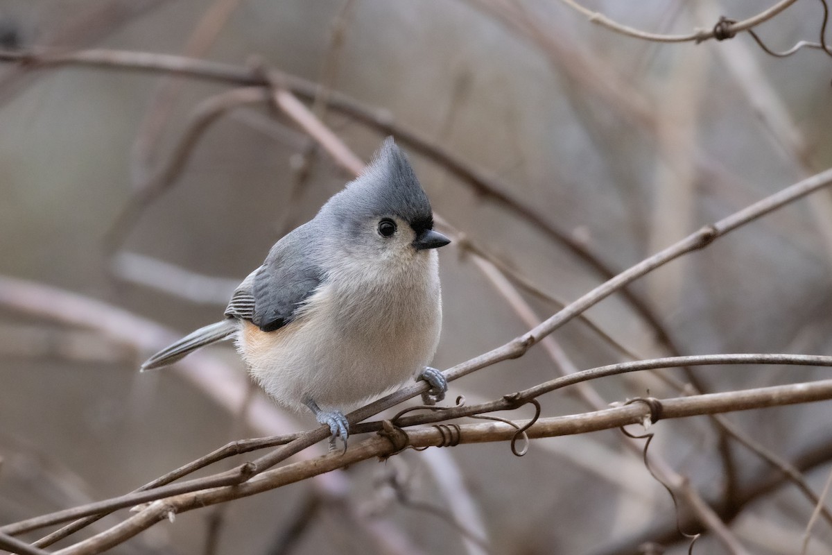 Tufted Titmouse - ML646798443
