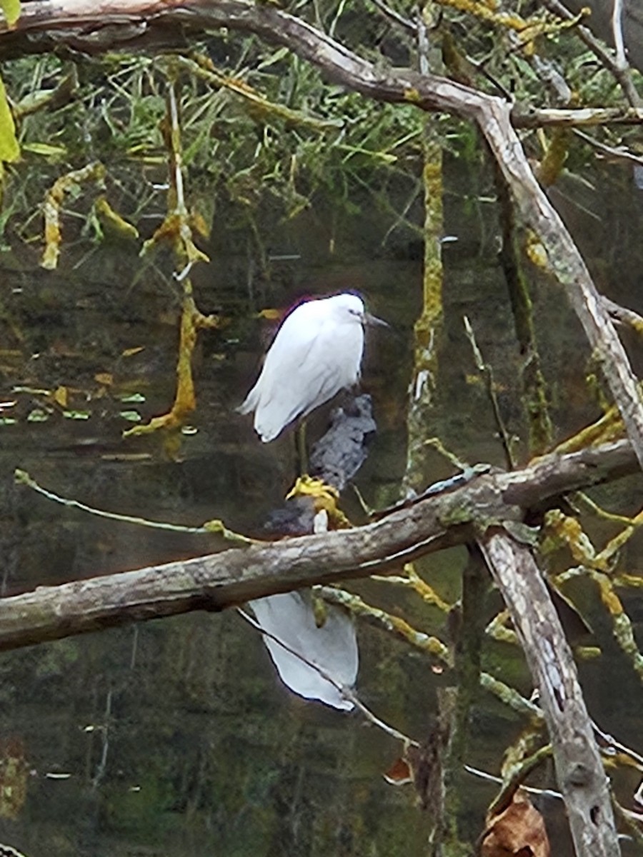 Snowy Egret - ML646798447