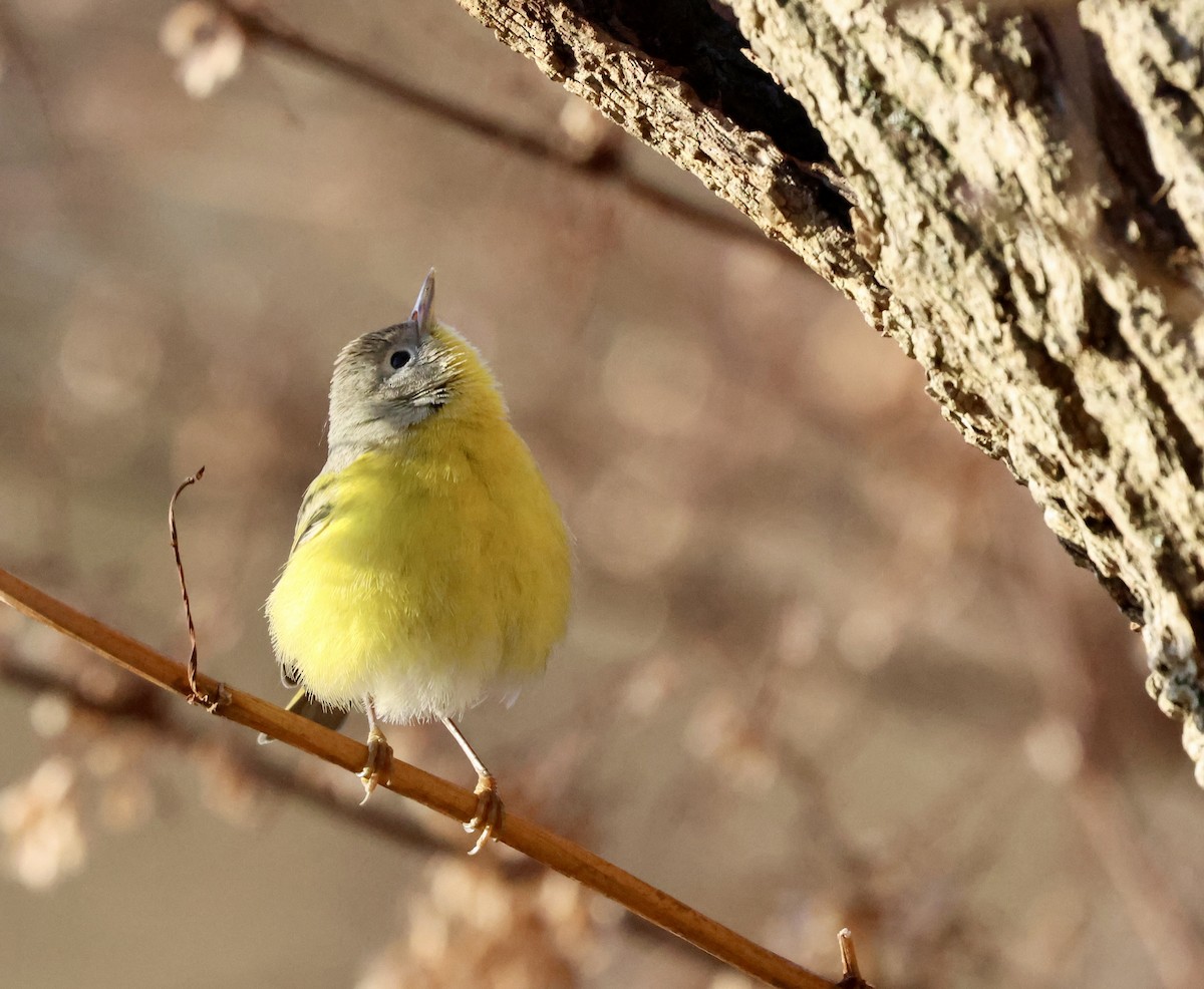 Nashville Warbler - ML646798448