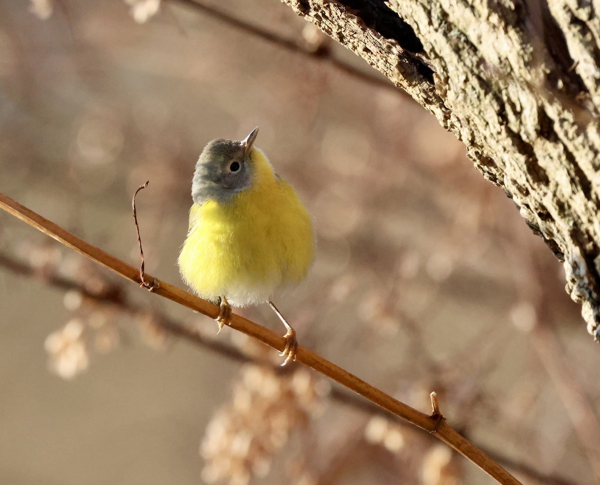 Nashville Warbler - ML646798449