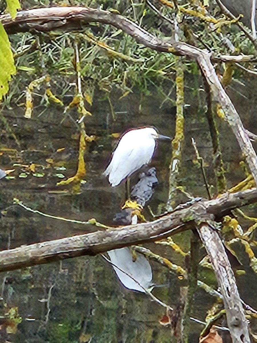 Snowy Egret - ML646798453