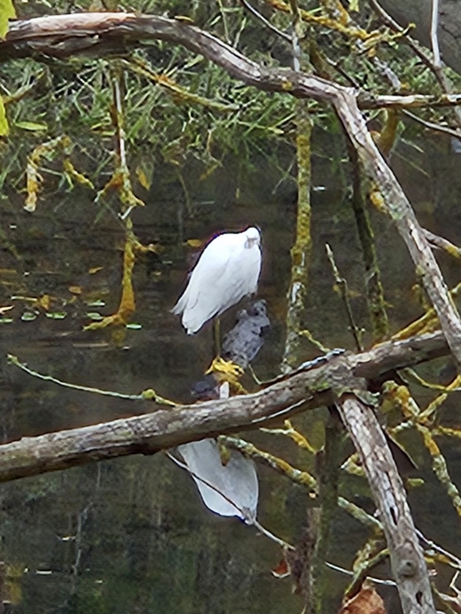 Snowy Egret - ML646798455