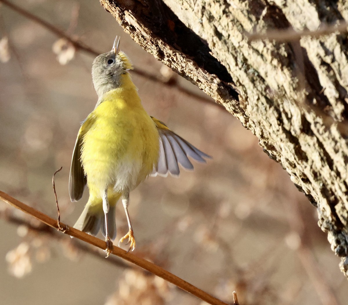 Nashville Warbler - ML646798457