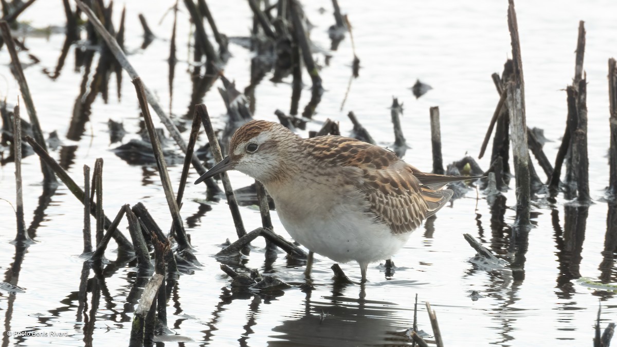 Spitzschwanz-Strandläufer - ML646798461