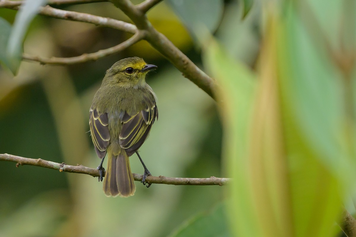 Golden-faced Tyrannulet - ML646798474