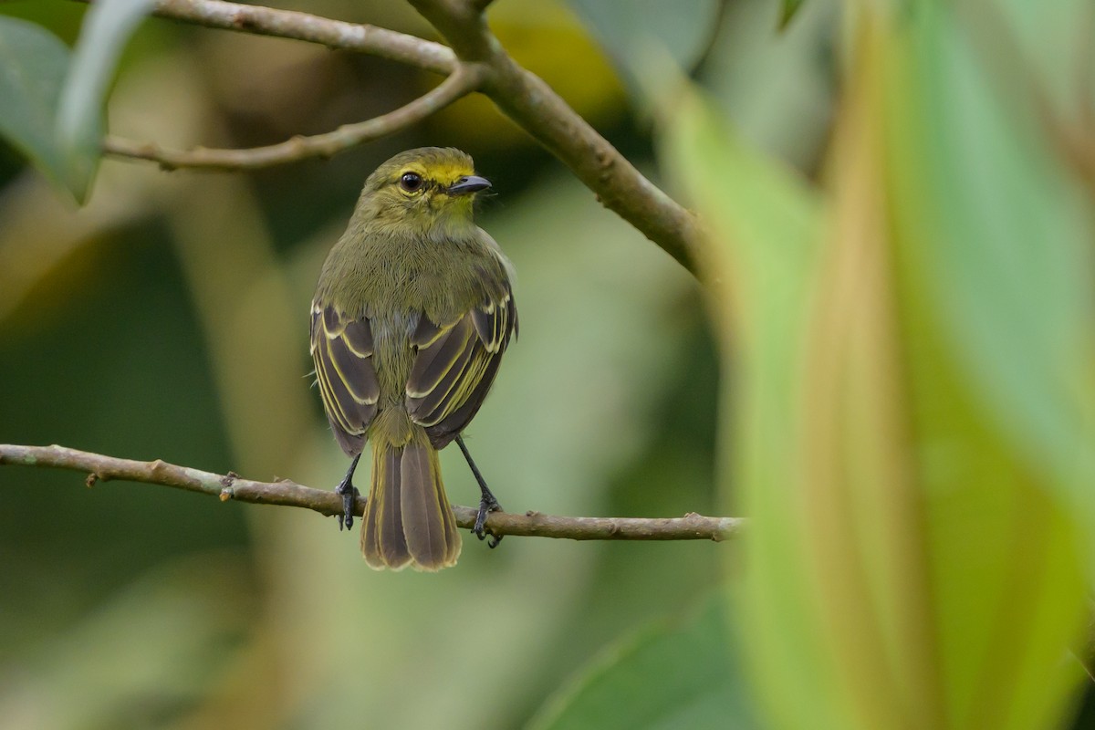 Golden-faced Tyrannulet - ML646798475