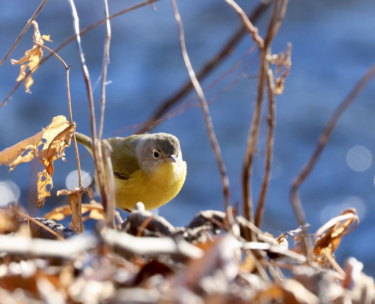 Nashville Warbler - ML646798485