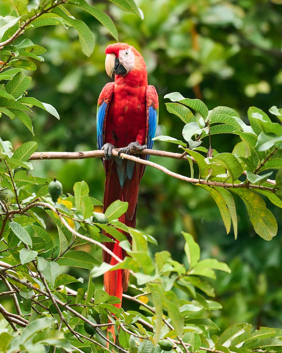 Араканга - ML646798487