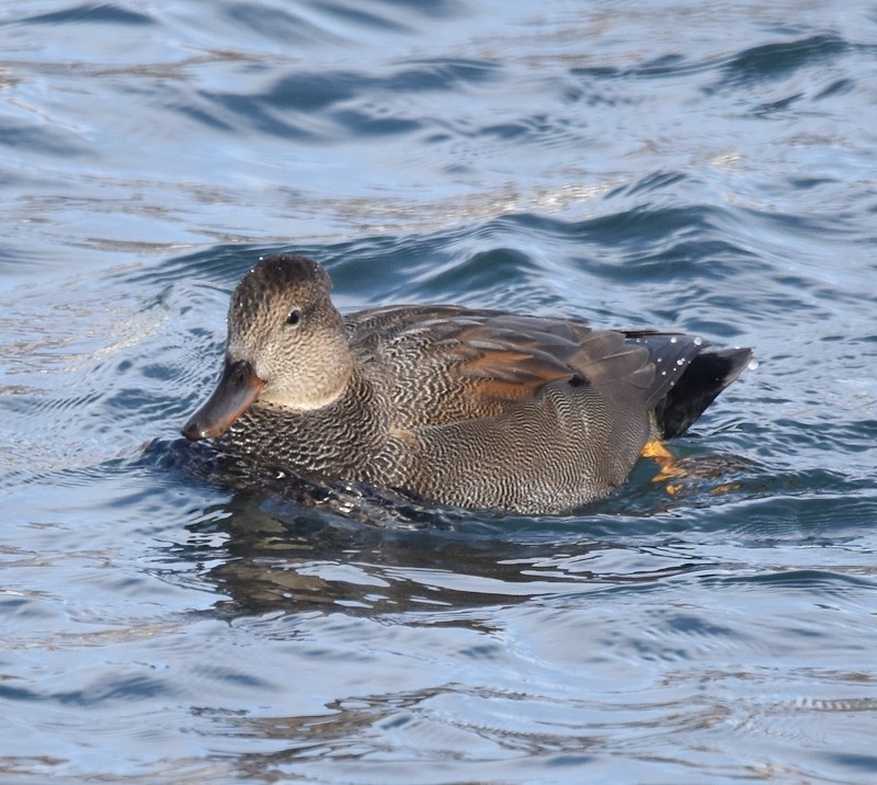 オカヨシガモ - ML646798501