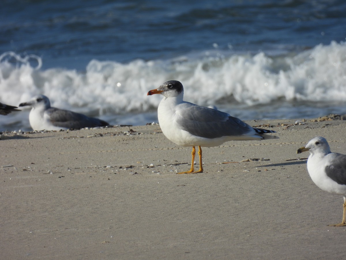 Kaiotzar burubeltza - ML646798502