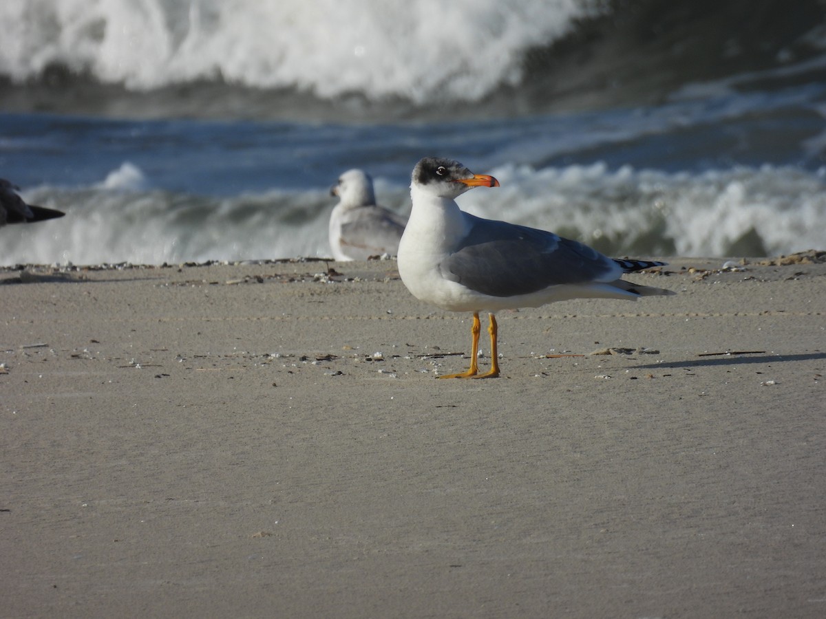 Kaiotzar burubeltza - ML646798504