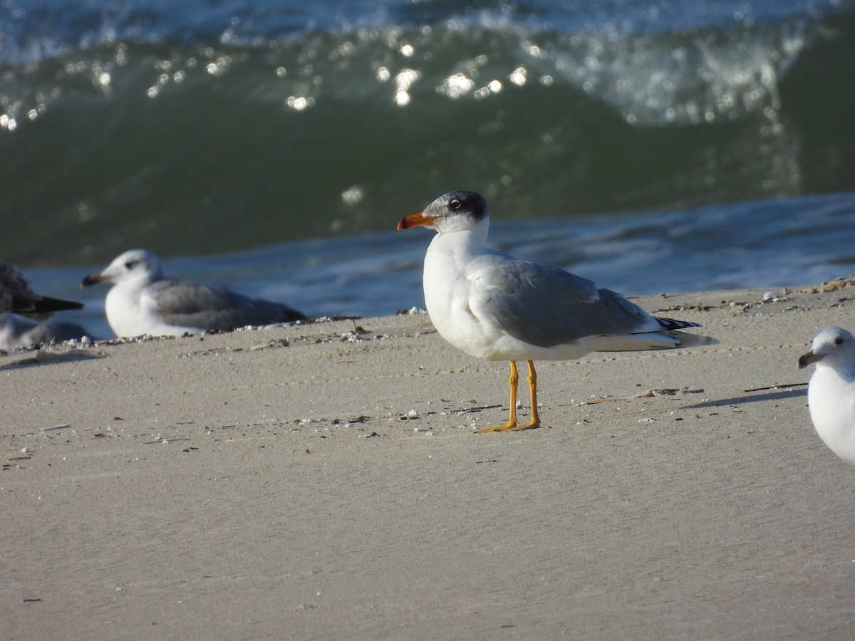 Kaiotzar burubeltza - ML646798505