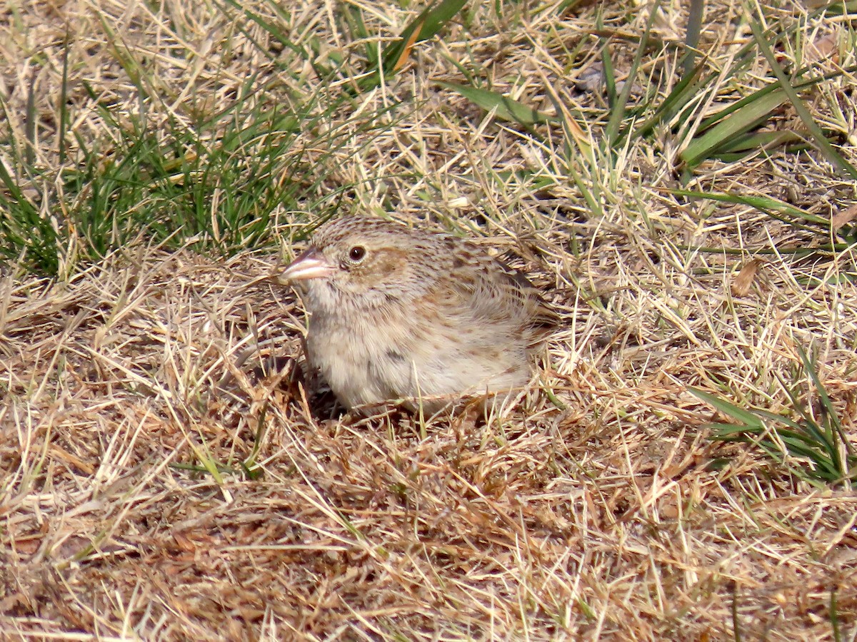 Cassin's Sparrow - ML646798507