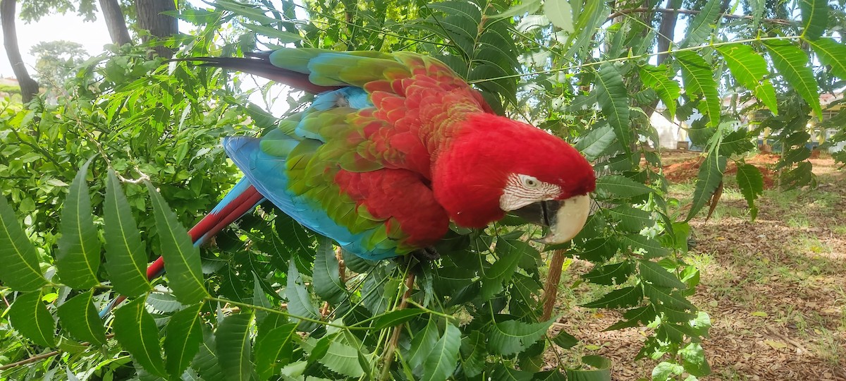 Red-and-green Macaw - ML646798508