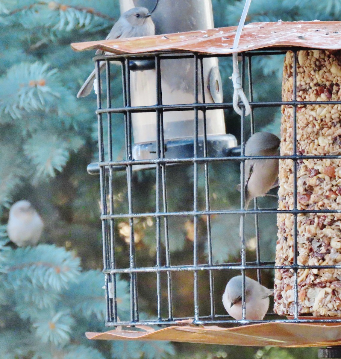 Mito Sastrecillo - ML646798509