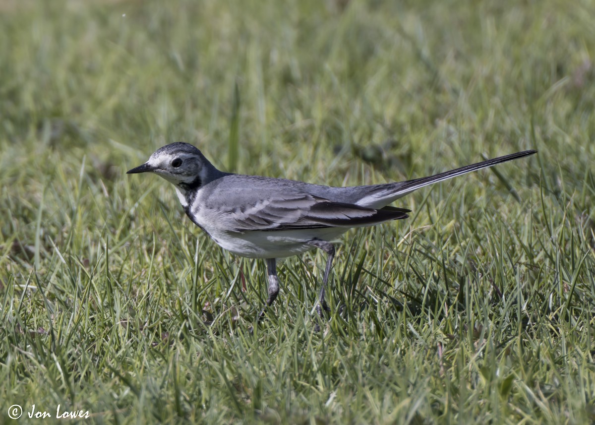 konipas bílý (ssp. alba/dukhunensis) - ML646798510