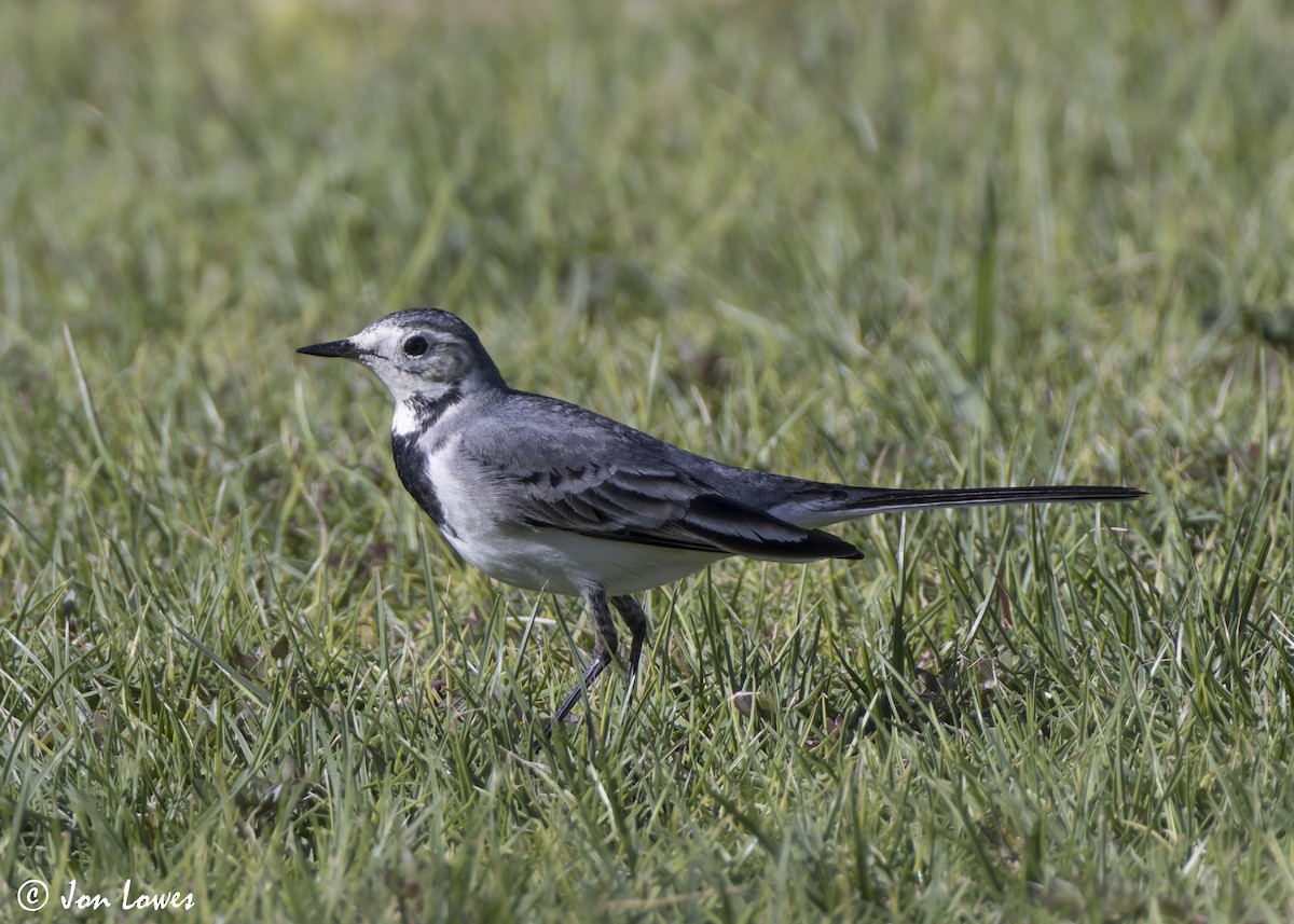 konipas bílý (ssp. alba/dukhunensis) - ML646798511