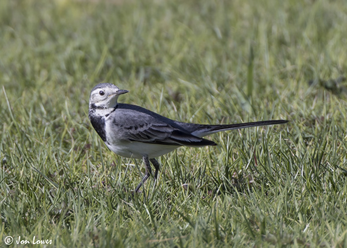 konipas bílý (ssp. alba/dukhunensis) - ML646798512