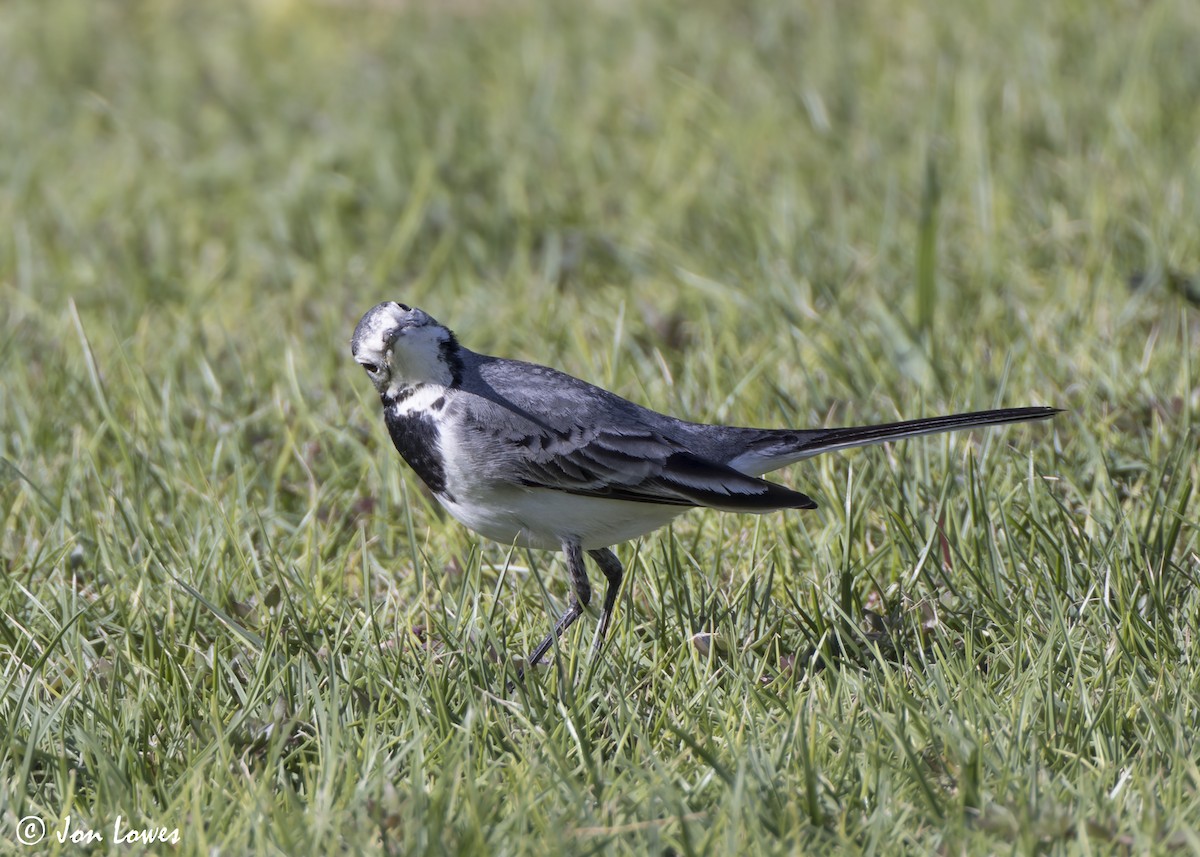 konipas bílý (ssp. alba/dukhunensis) - ML646798513