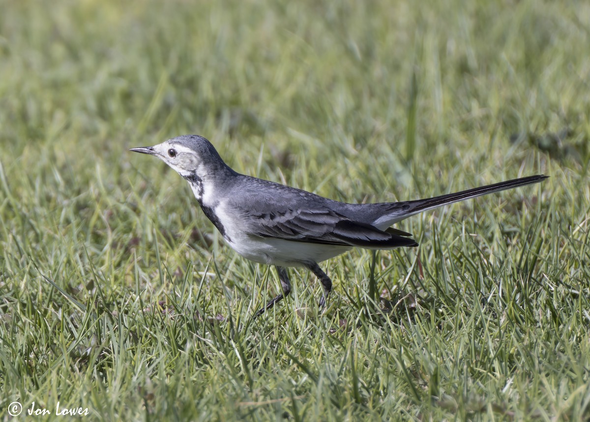 konipas bílý (ssp. alba/dukhunensis) - ML646798514