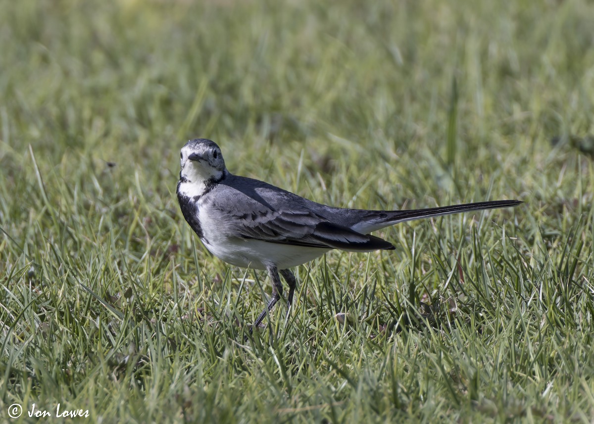 konipas bílý (ssp. alba/dukhunensis) - ML646798515