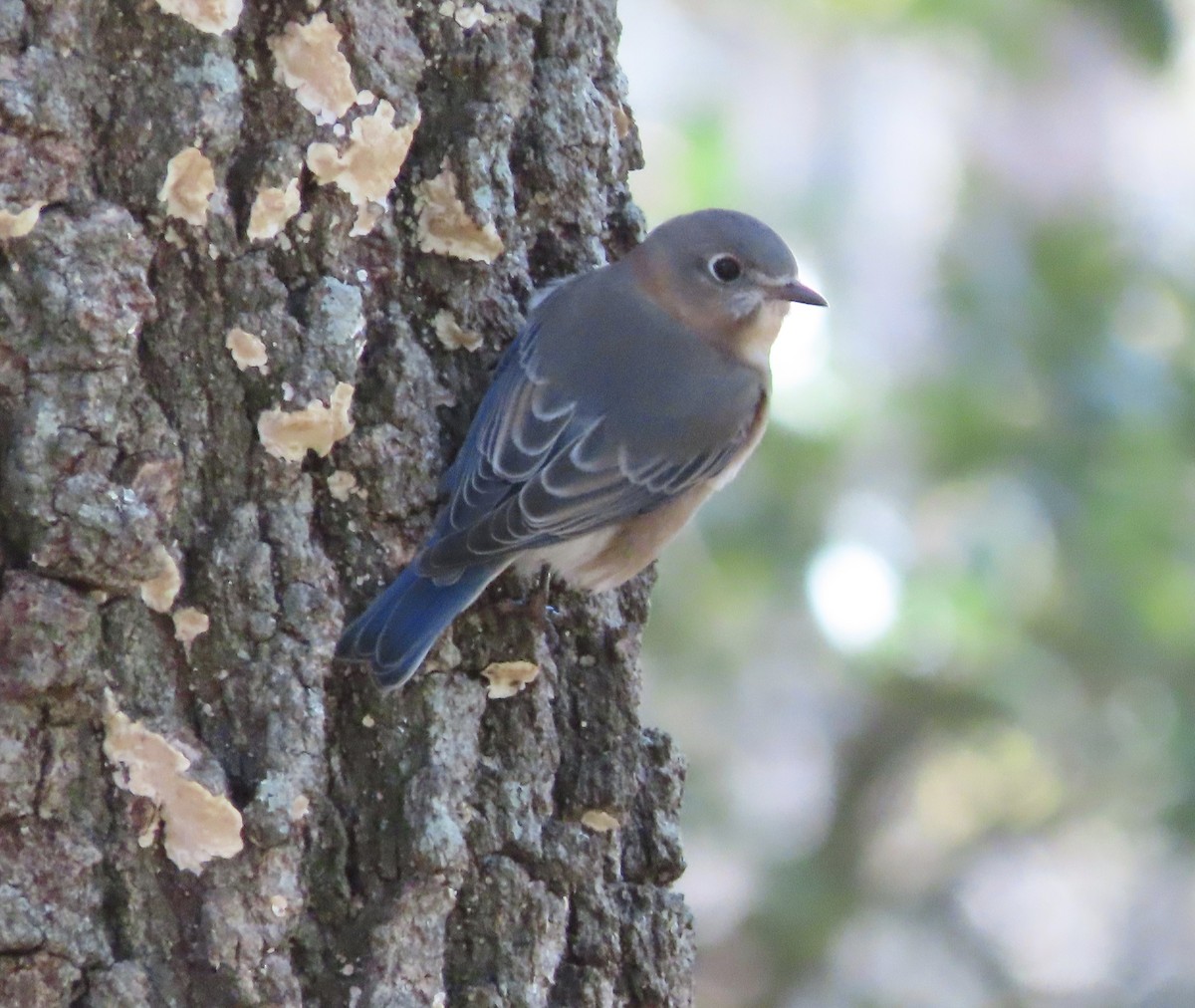 Azulejo Oriental - ML646798516