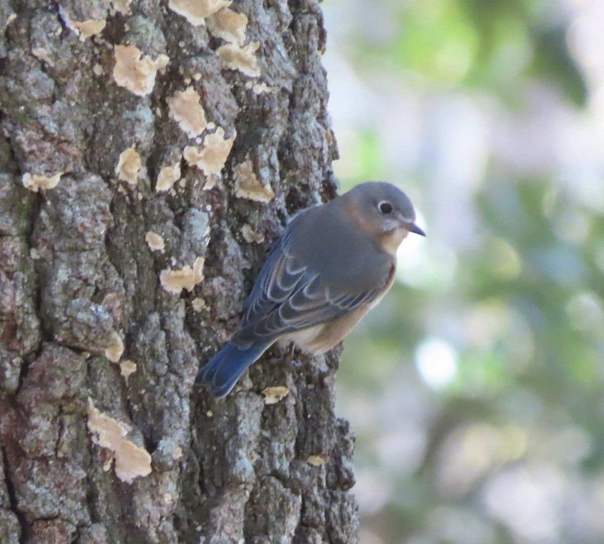 Azulejo Oriental - ML646798517