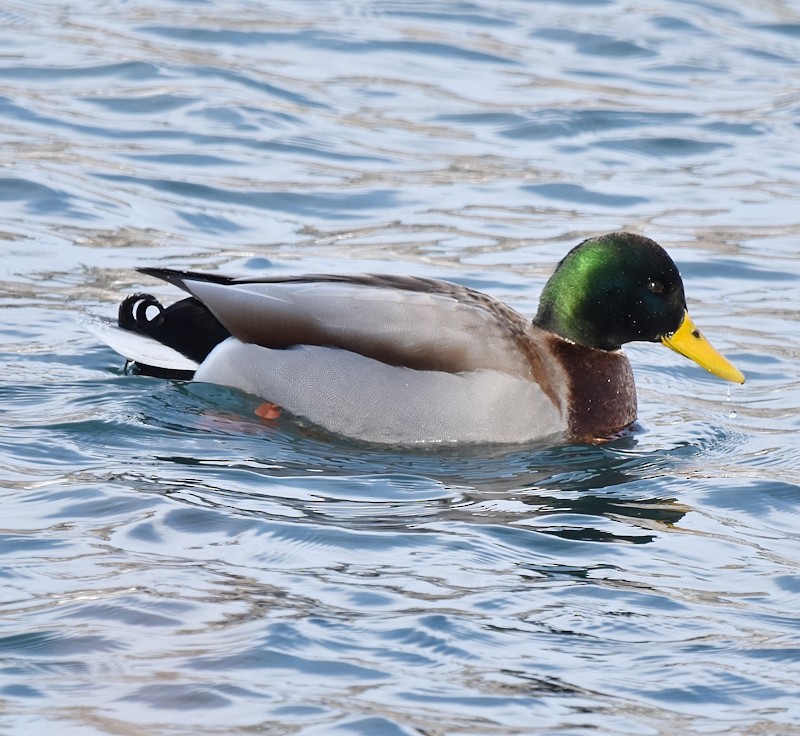 マガモ - ML646798518