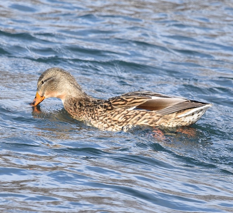 マガモ - ML646798519