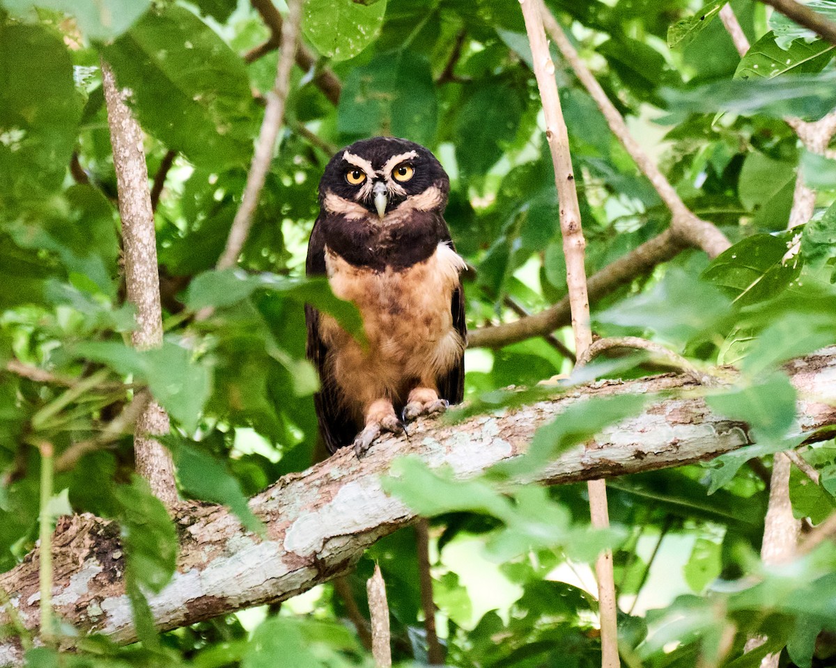 Сова вохристочерева - ML646798520