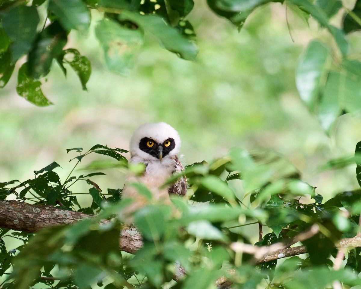 Сова вохристочерева - ML646798521