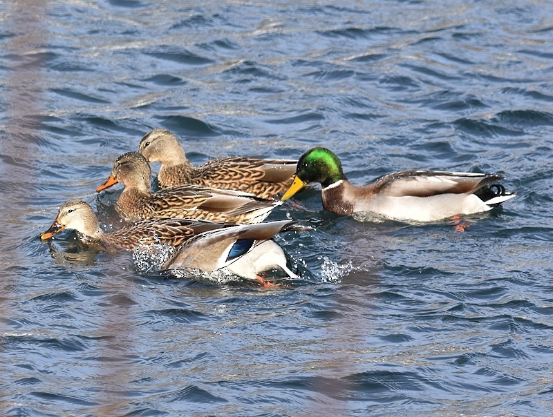 マガモ - ML646798522