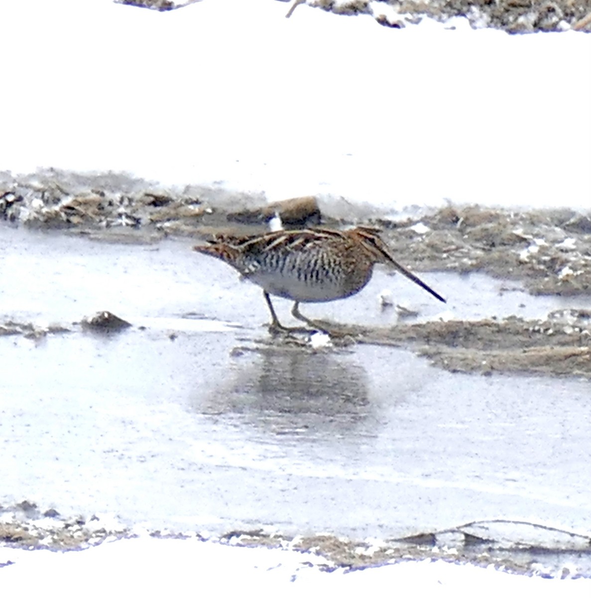 kanadabekkasin - ML646798523