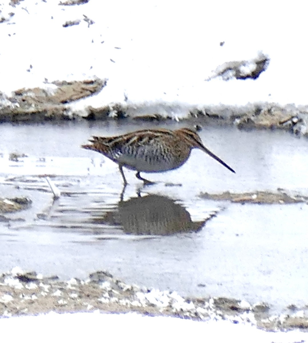 kanadabekkasin - ML646798524