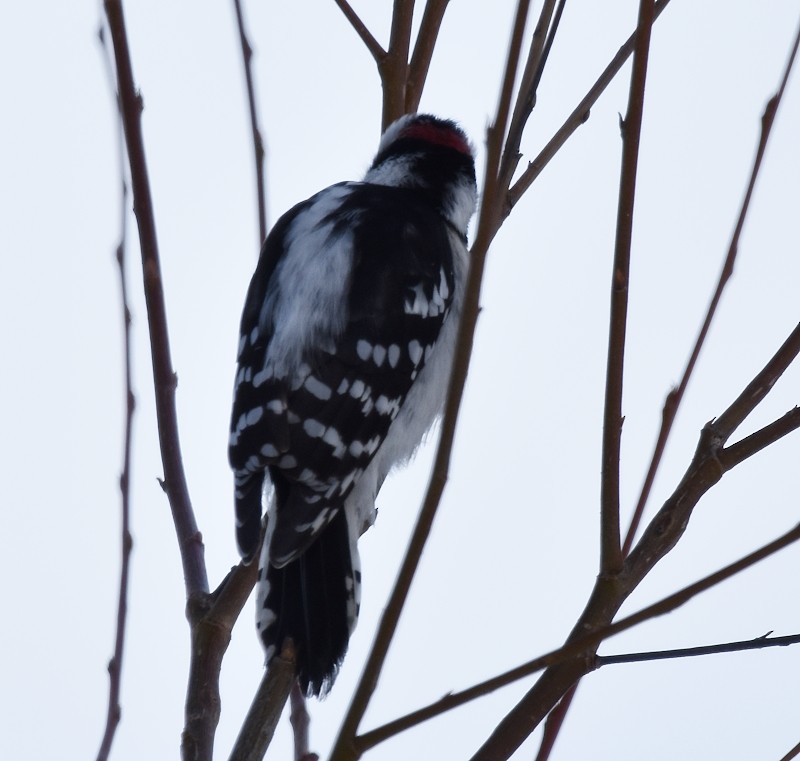 セジロコゲラ - ML646798526