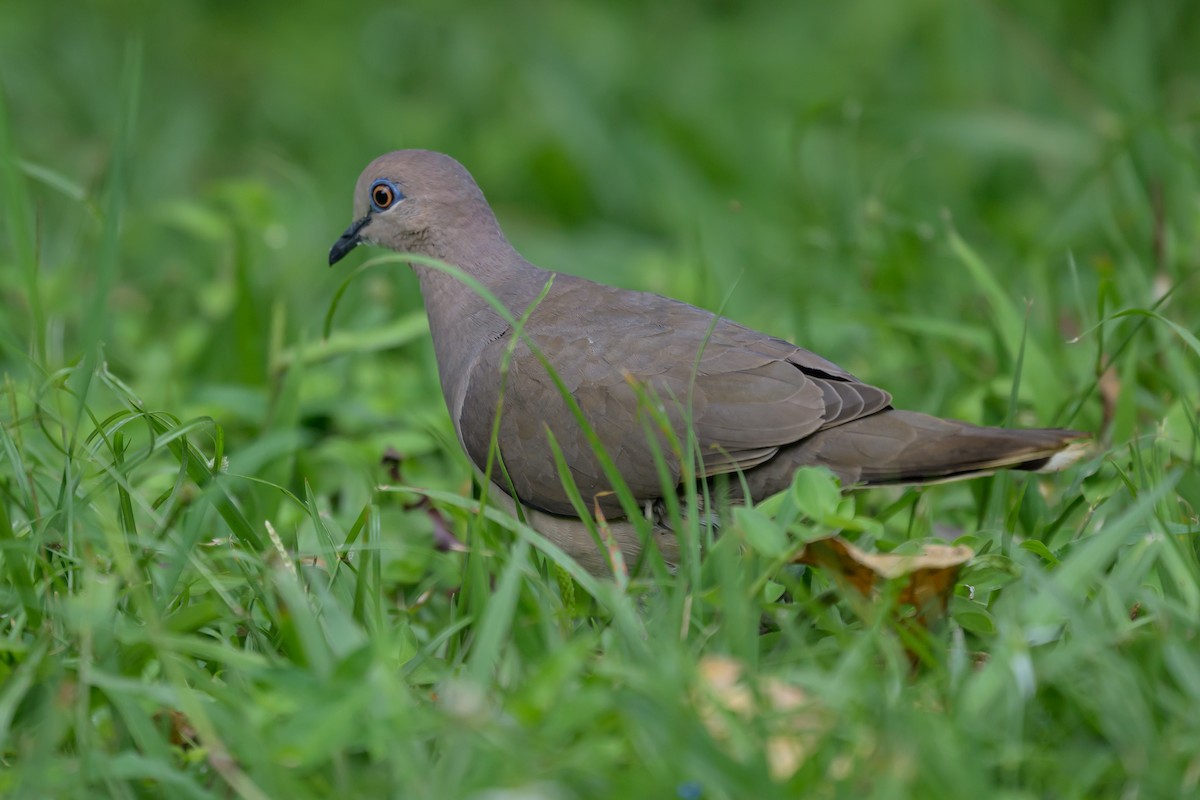 White-tipped Dove - ML646798530