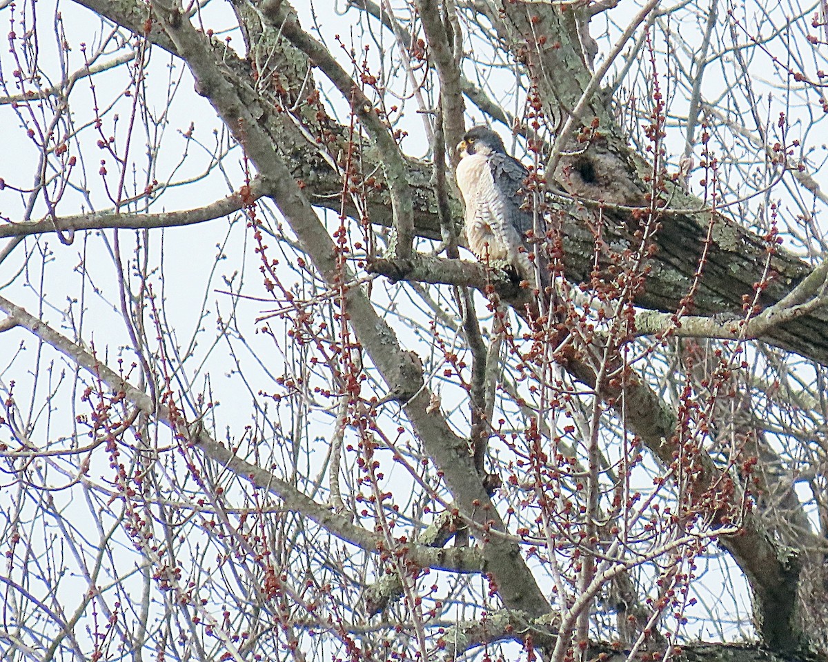 Gökdoğan - ML646798531