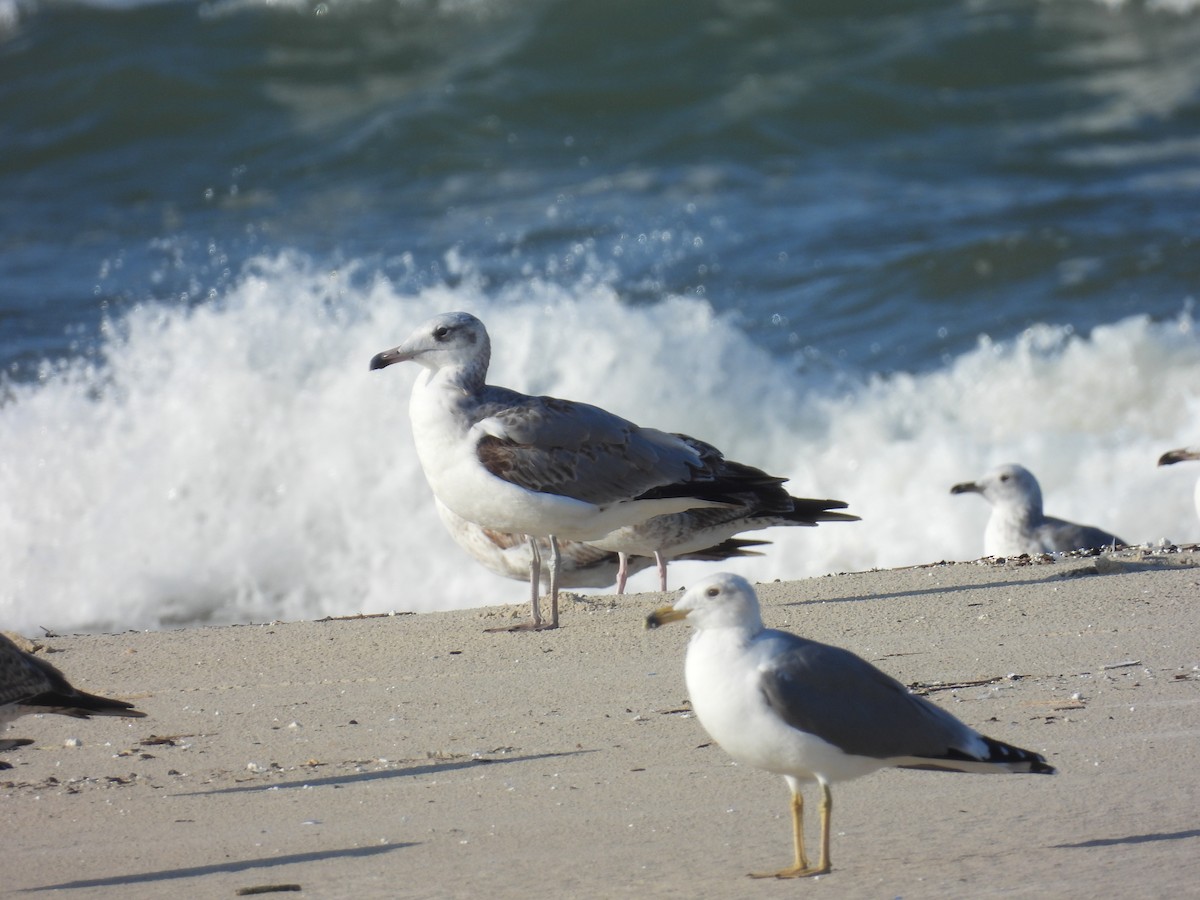 Kaiotzar burubeltza - ML646798534