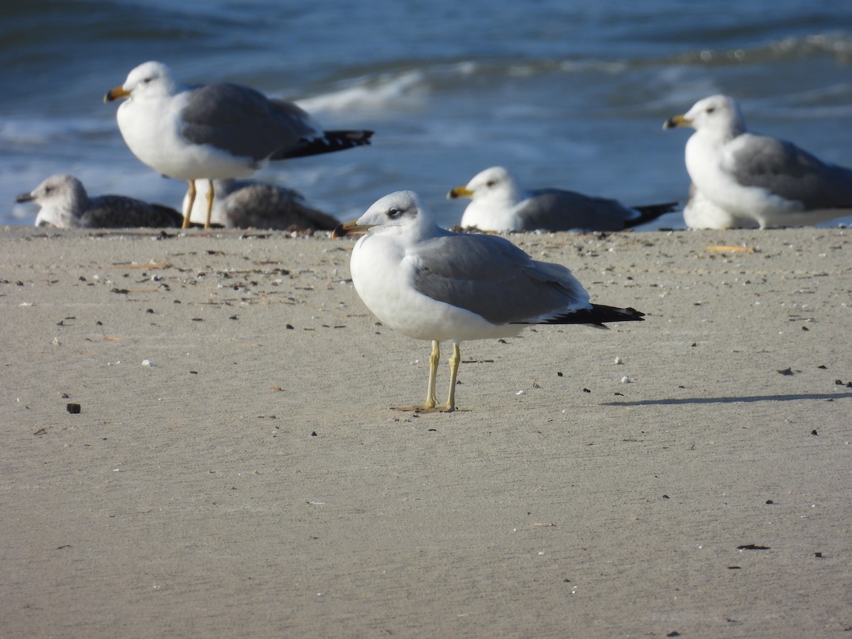 Kaiotzar burubeltza - ML646798535