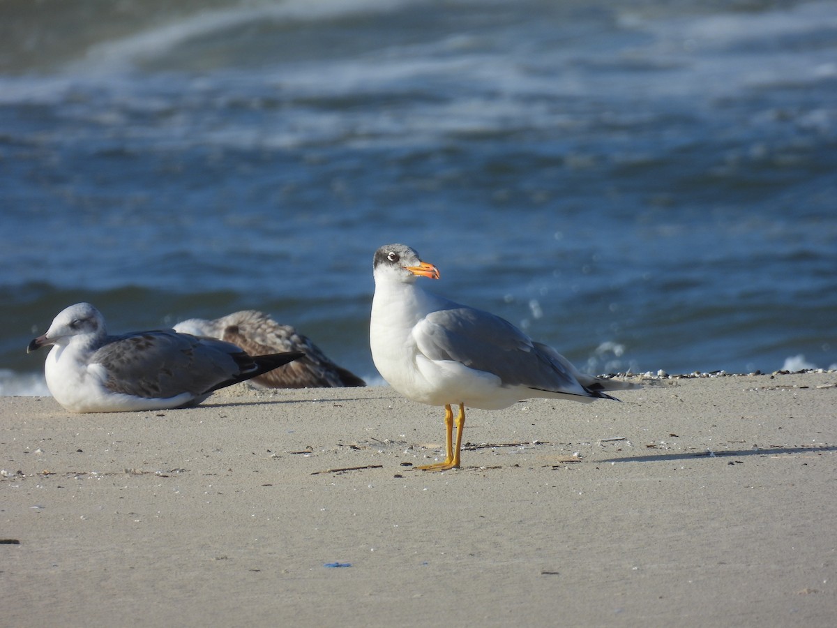 Kaiotzar burubeltza - ML646798536