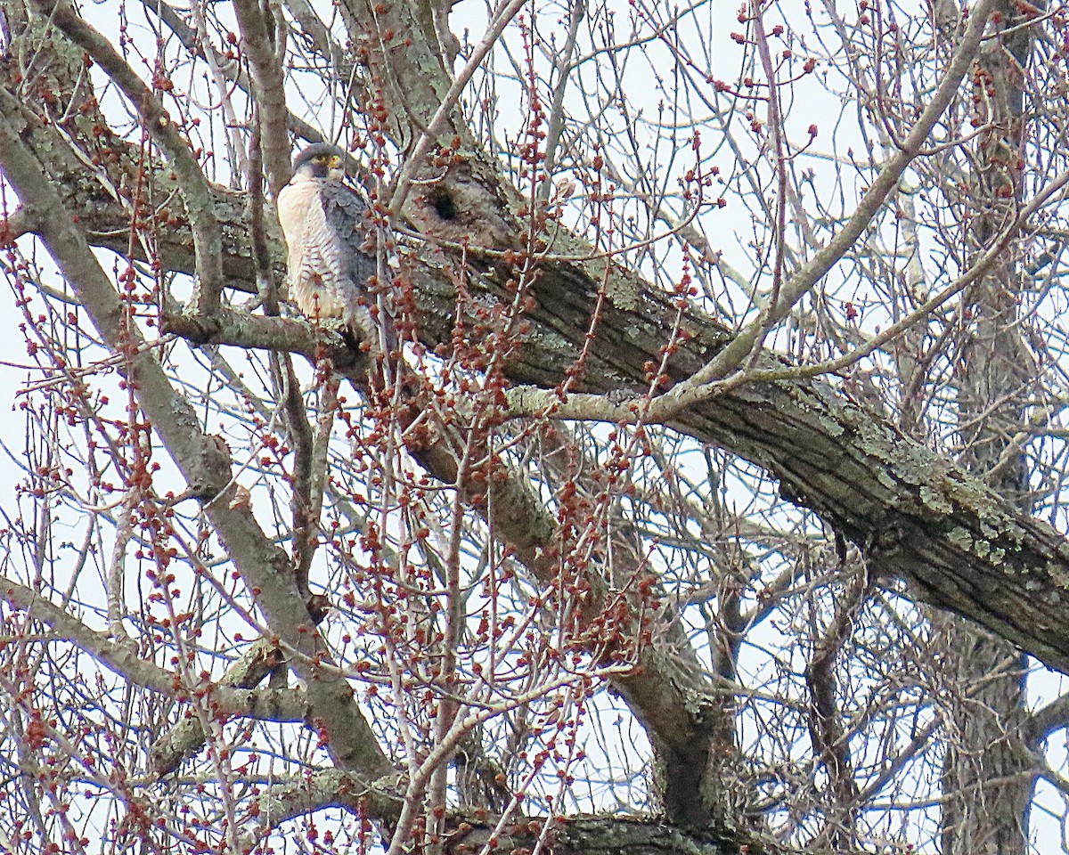 Gökdoğan - ML646798538