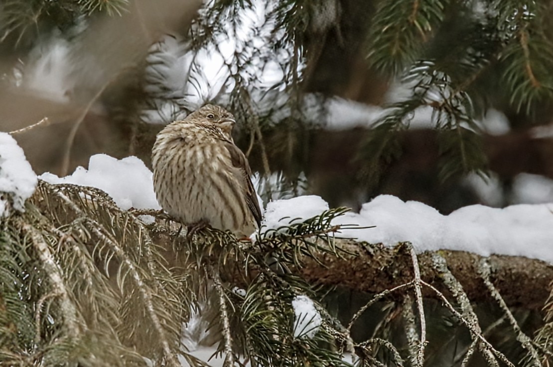 Мексиканская чечевица - ML646798543