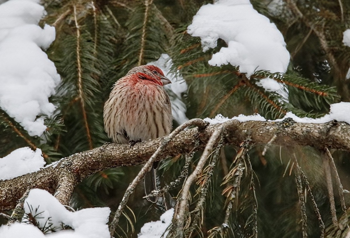 Мексиканская чечевица - ML646798544