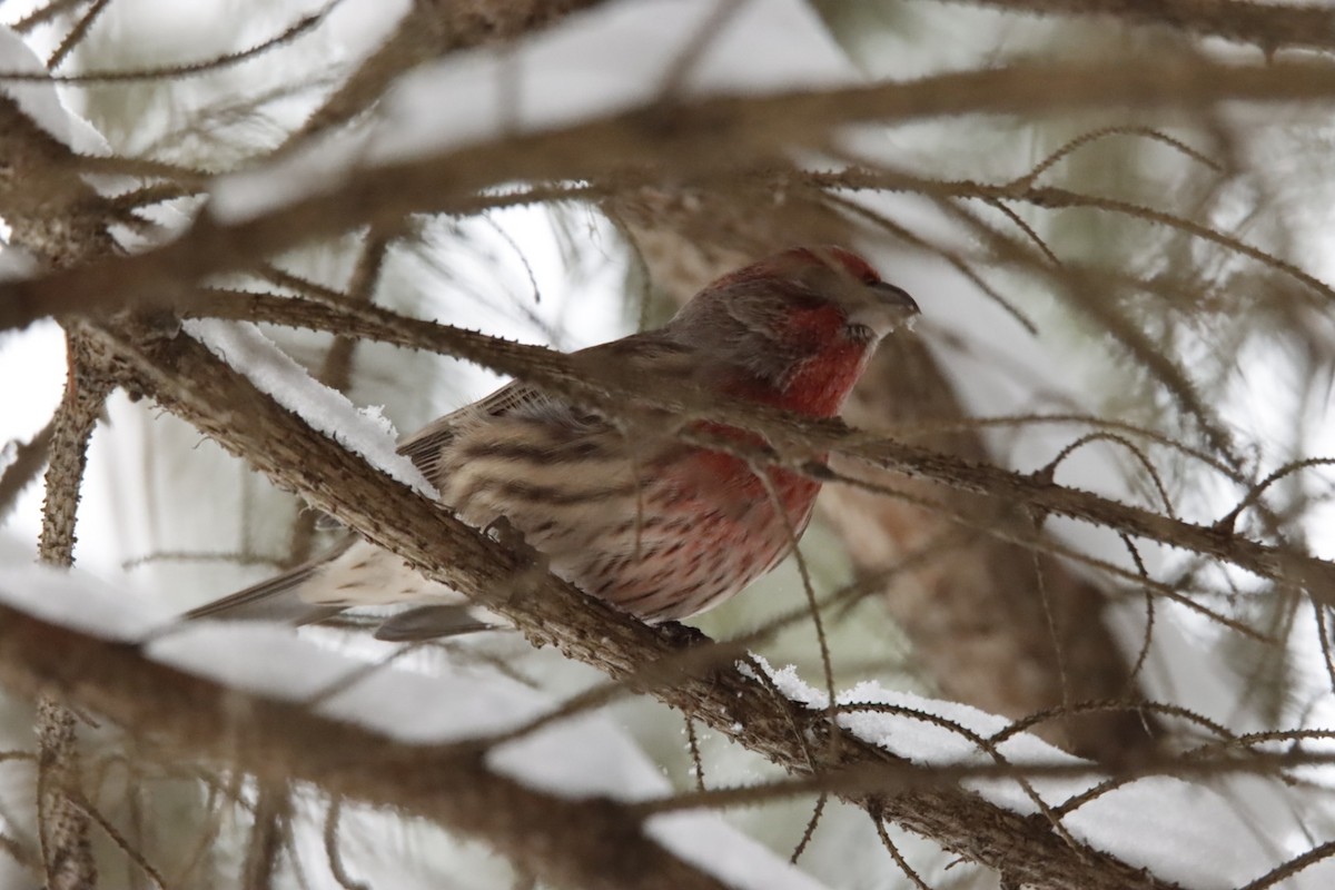 Мексиканская чечевица - ML646798545