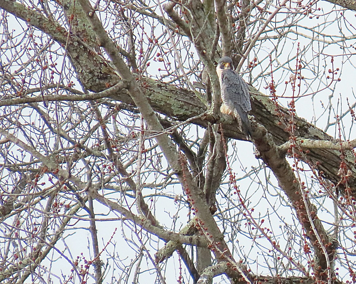 Gökdoğan - ML646798549